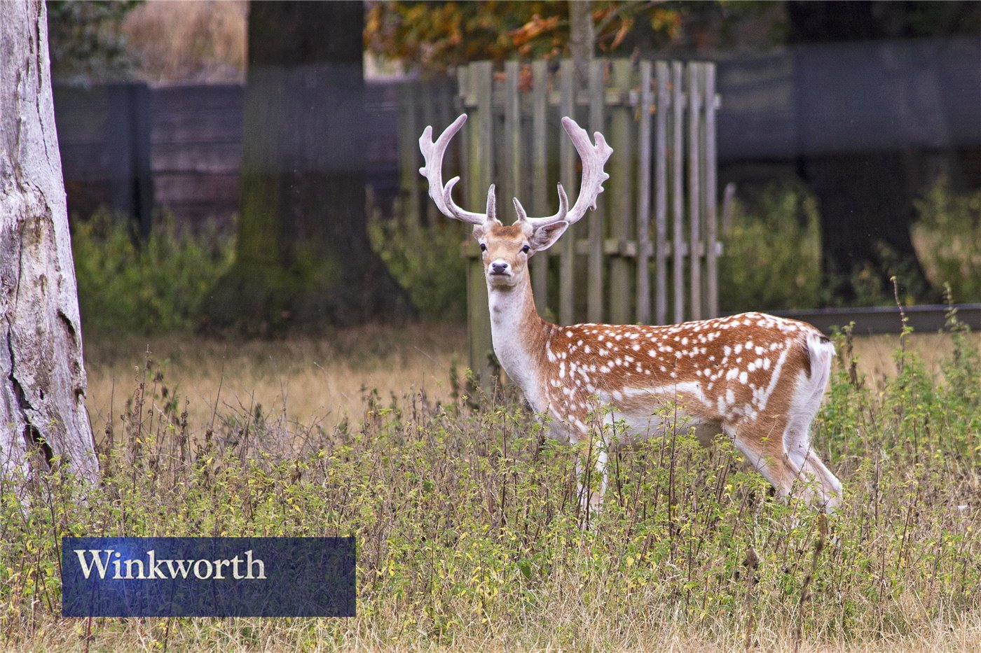 Deer Greenwich Park